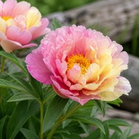 Itoh peonija 'Lemon Dream'