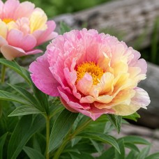 Itoh peonija 'Lemon Dream'