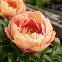 Pojeng Itoh 'Peony Magical Mystery Tour (Smith) (ITOH )'