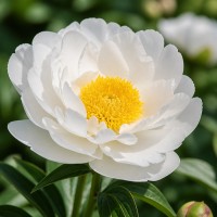 Peonija 'Miss America'
