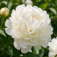 Peonija 'Mme Claude Tain'