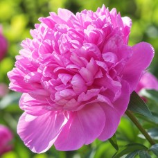 Pojeng 'Peony Mons. Jules Elie (Herbaceous)'.