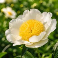 Pojeng 'Peony Moon of Nippon (Herbaceous)'
