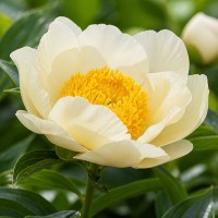 Pojeng 'Moonrise (Herbaceous)'