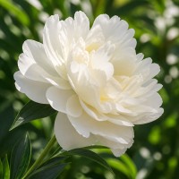 Pojeng 'Peony Mothers Choice (Herbaceous)'