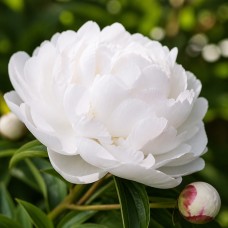 Pojeng 'Peony Myrtle Gentry (Herbaceous)'