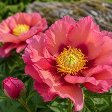 Itoh peonija 'Old Rose Dandy'