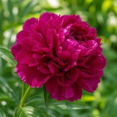 Pojeng 'Paul M. Wild (Herbaceous)'