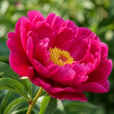 Pojeng 'Paula Fay (Herbaceous)'