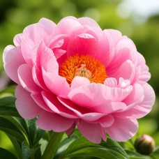Itoh peonija 'Pink Double Dandy'