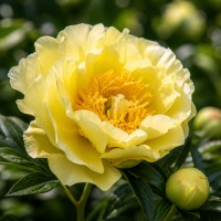 Pojeng 'Peony Prairie Charm (ITOH )'