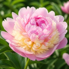 Pojeng 'Peony Raspberry Sundae (Herbaceous)'