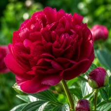 Pojeng 'Peony Red Sarah Bernhardt (Herbaceous)'