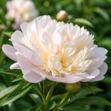 Pojeng 'Peony Shirley Temple (Herbaceous)'