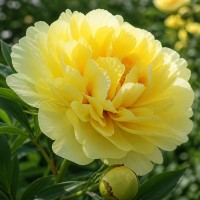 Pojeng 'Sonoma YeDo (Tolomeo) (ITOH )'