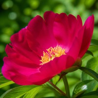 Itoh peonija 'Unique'