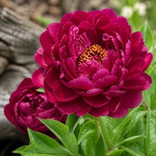 Pojeng 'Peony W.F. Turner (Herbaceous)'