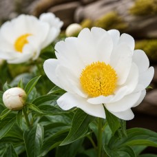 Pojeng 'White Wings (Herbaceous)'