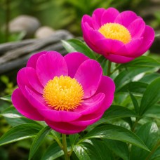 Pojeng 'Wladyslawa (Herbaceous)'