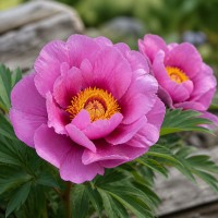 Pojeng 'Peony Yankee Doodle Dandy (ITOH )'