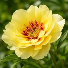 Itoh pojeng 'Peony Yellow Waterlily (ITOH )'