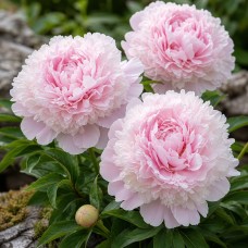 Pojeng 'Cornelia Shaylor'