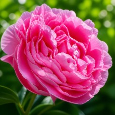 Peonija 'Mme Jules Dessert'