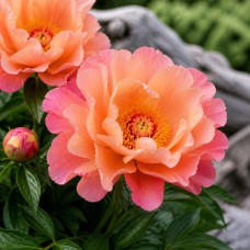 Itoh peonija 'Enduring Rainbow'