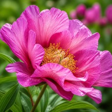 Pojeng 'Peony Visions of Sugar Plums (ITOH)'