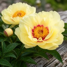 Itoh peonija 'Haleigh's Comet'