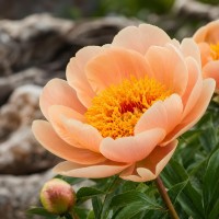 Pojeng 'Apricot Queen'