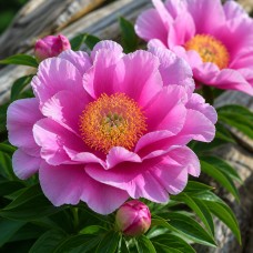 Itoh peonija 'Luxuriant'
