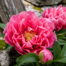 Itoh peonija 'New Millennium'