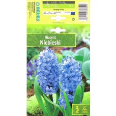 Hüatsint 'Niebieski'