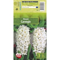 Hüatsint 'Carnegie'