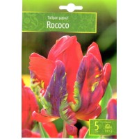 Tulp Rococo