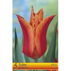 Tulp Ballerina
