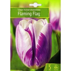 Tulp Flaming Flag