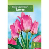Tulp Toronto