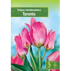 Tulp Toronto