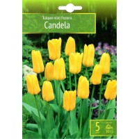 Tulpe Candela
