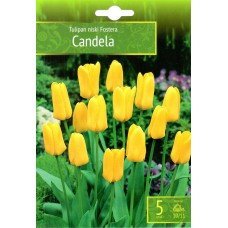 Tulp Candela
