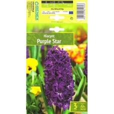 Hüatsint Purple Star