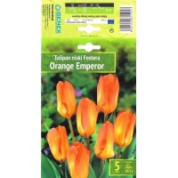 Tulp Orange Emperor