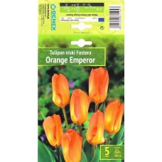 Tulp Orange Emperor