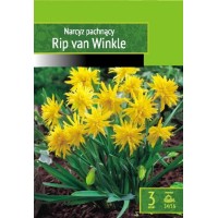 Narcise Rip Van Winkle