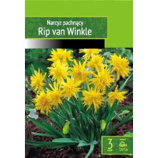 Nartsiss Rip Van Winkle
