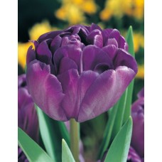 Tulp Blue Diamond