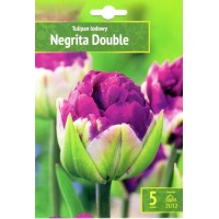 Тюльпан Negrita Double