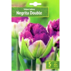 Tulp Negrita Double